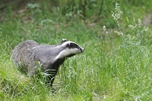 Badgers Gallery: European Badger