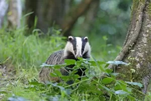 Images Dated 27th June 2009: European Badger