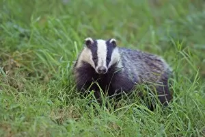 Images Dated 27th June 2009: European Badger