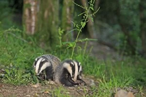 Images Dated 27th June 2009: EUROPEAN BADGER
