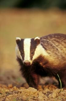 European Badger - close-up, front-view