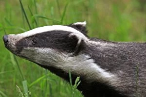 European Badger - close-up of head
