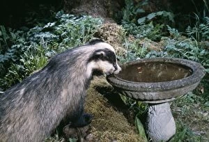 European Badger - drinking from bird bath