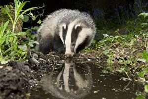European Badger - drinking from pool