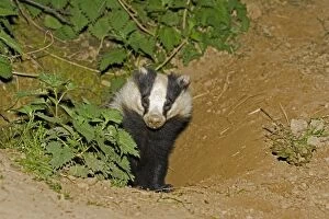 Images Dated 14th April 2007: European badger - emerging from sett. Cotswolds UK