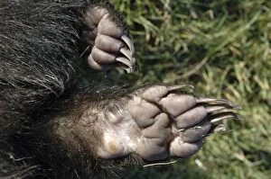3 Gallery: European Badger - feet showing pads and claws