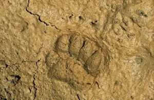 European Badger - footprint in the mud