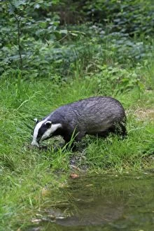 Images Dated 18th June 2009: European Badger - foraging