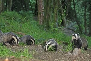 Images Dated 27th June 2009: European Badger - group in woodland