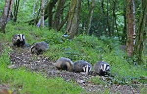 Images Dated 27th June 2009: European Badger - group in woodland
