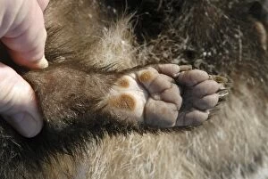 European Badger hindfoot showing pads and claws