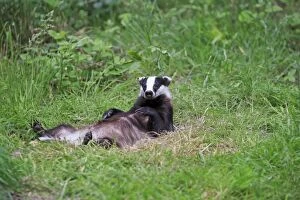 European Badger - lying on back - relaxing