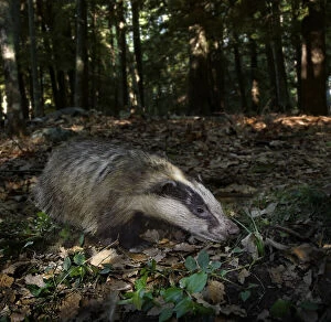 European badger, Meles meles, on forest. Although