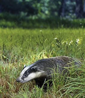 European badger, Meles meles, on grass field