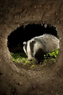Tunnel Prints: European Badger - at night - Cornwall, UK