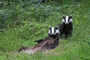 Images Dated 18th June 2009: European Badger - two relaxing