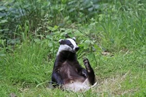 Images Dated 18th June 2009: European Badger - resting