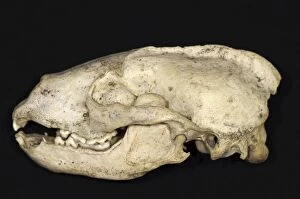 Images Dated 23rd June 2006: European Badger Skull Left Side