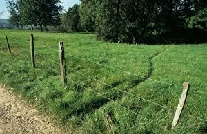 European Badger track in meadow