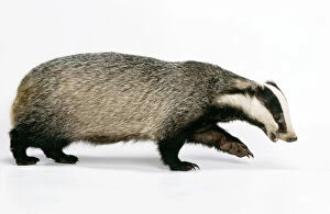 European Badger - side view