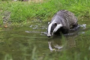 Images Dated 18th June 2009: European Badger - in water