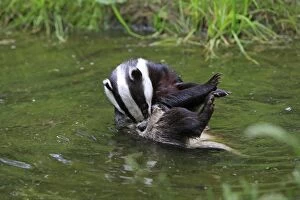 Images Dated 18th June 2009: European Badger - in water - grooming