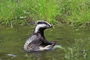 European Badger - in water - grooming / scratching