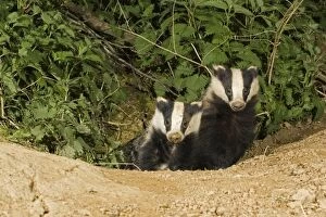 European badgers - two emerging from sett