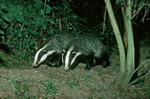 Leaving Prints: Two European badgers - leaving sett - Cotswolds UK