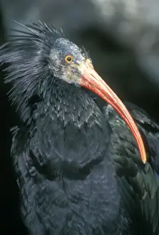 European Bald / Northern / Waldrapp Ibis Middle East