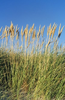 Images Dated 20th December 2006: European Beachgrass