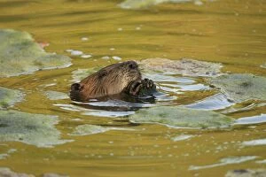 Images Dated 13th July 2013: European Beaver