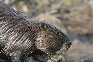Beavers Prints: European Beaver