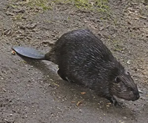 Beavers Prints: European Beaver, freshwaters in many parts of Europe, introduced to Britain