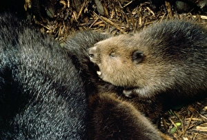 Images Dated 22nd September 2006: European Beaver - inside lodge Poland