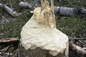 European Beaver - showing remains of poplar tree which Beaver has felled. Kuhmo - Finland