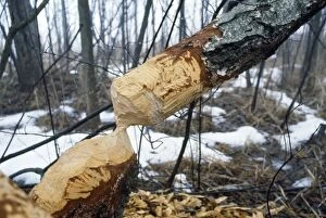 European Beaver - tree damage