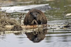 European Beaver - in water