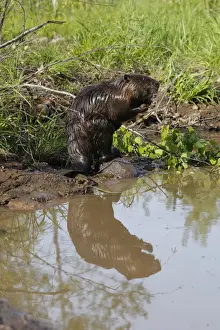 European Beaver - by water