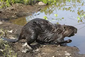 European Beaver - by water