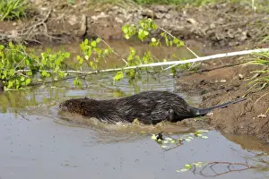European Beaver - in water