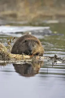 Beavers Prints: European Beaver - in water. Kuhmo - Finland
