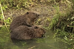 Beavers Gallery: European Beavers