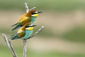 Images Dated 12th May 2010: European Bee-eater - two