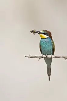 Images Dated 3rd July 2007: European Bee-Eater
