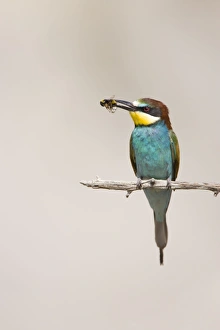 Images Dated 3rd July 2007: European Bee-Eater
