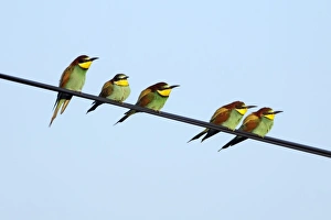 Images Dated 26th April 2009: European Bee-Eater - 5 birds sitting on power cable