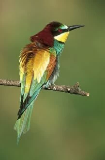 Images Dated 13th June 2011: European BEE-EATER