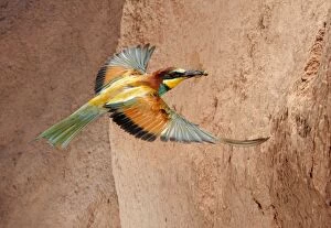 Food In Beak Gallery: European Bee-eater - adult in flight with prey