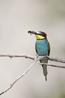 European Bee-Eater - Adult male carrying holding a bee in its bill